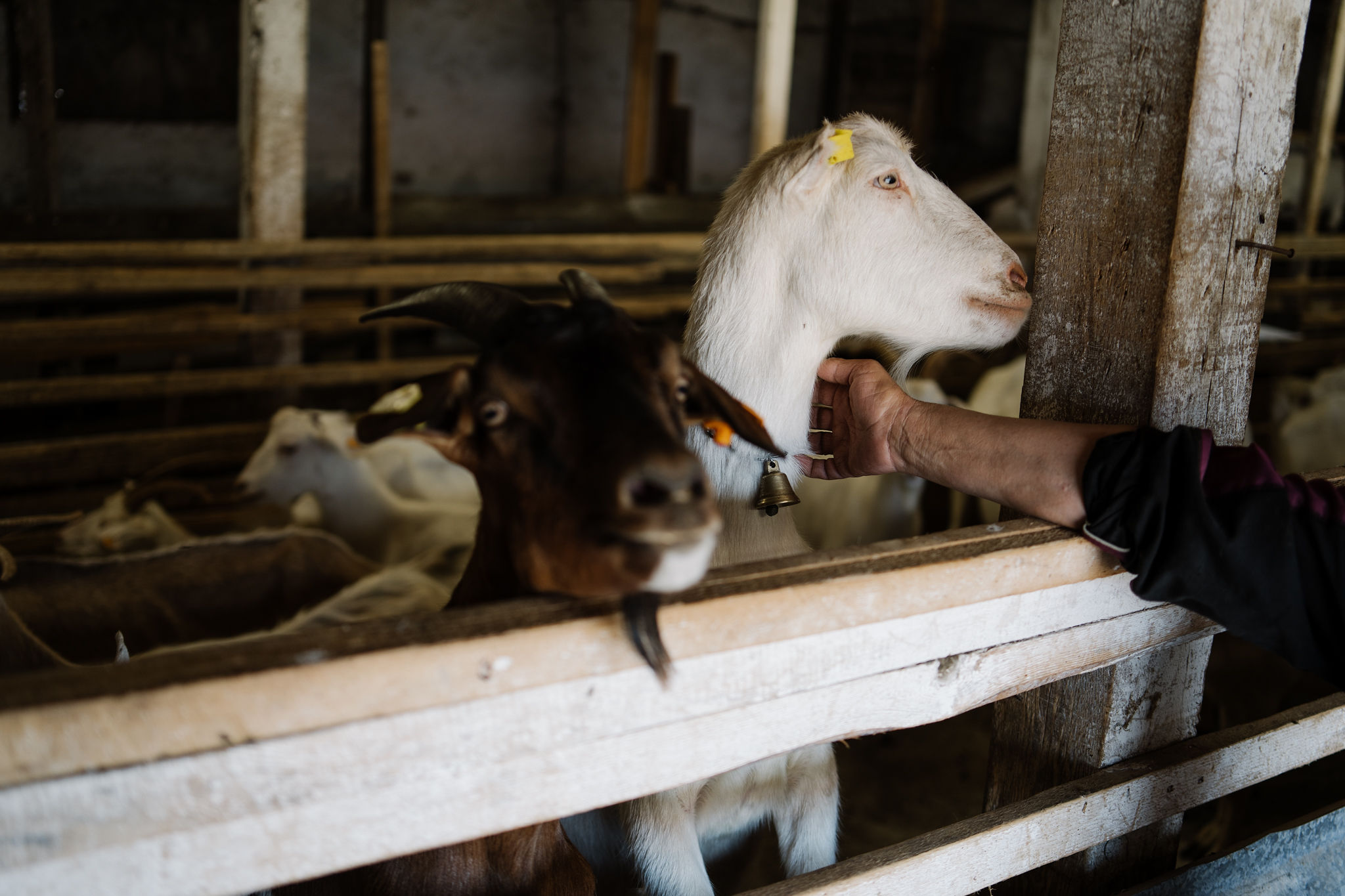 Goats up close